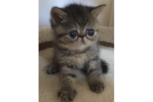 成約済の岡山県のエキゾチックショートヘア-31963の2枚目